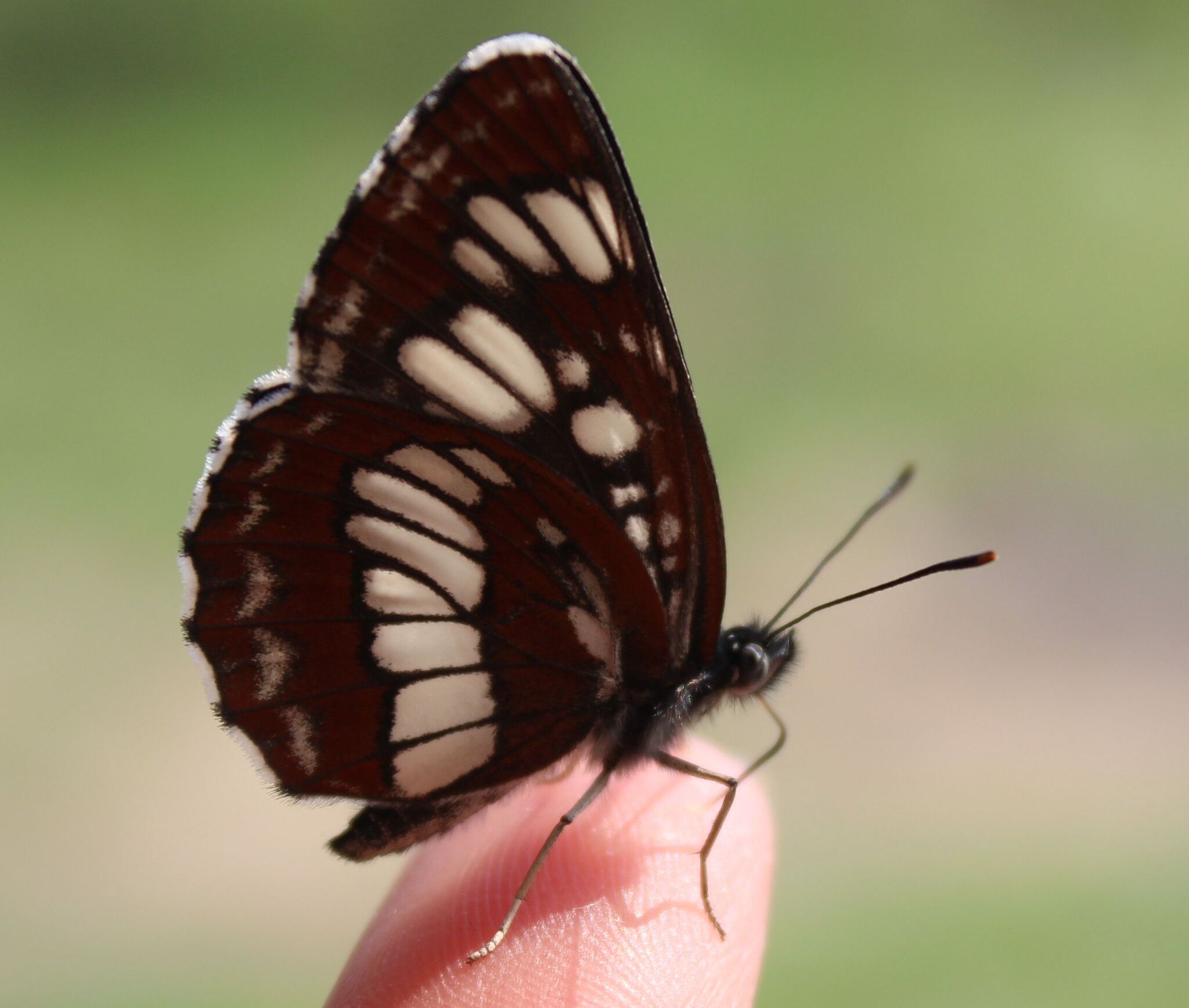 Photo from TDS in the taiga. Butterfly hunting - My, Weather station, Butterfly, The photo, Canon 650d, Longpost