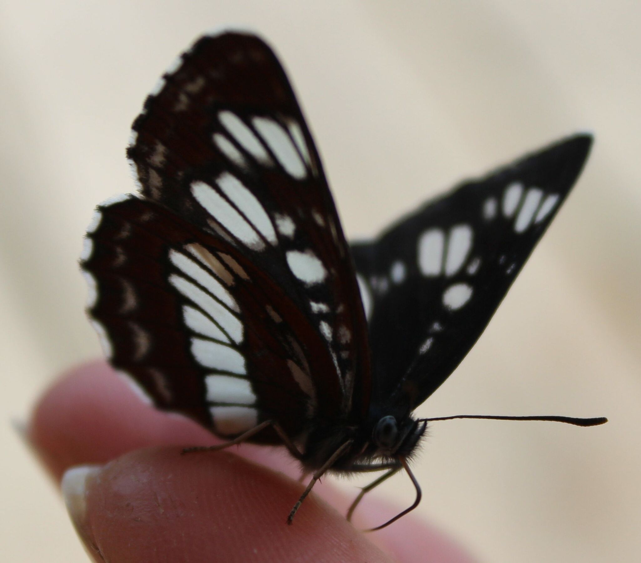 Photo from TDS in the taiga. Butterfly hunting - My, Weather station, Butterfly, The photo, Canon 650d, Longpost