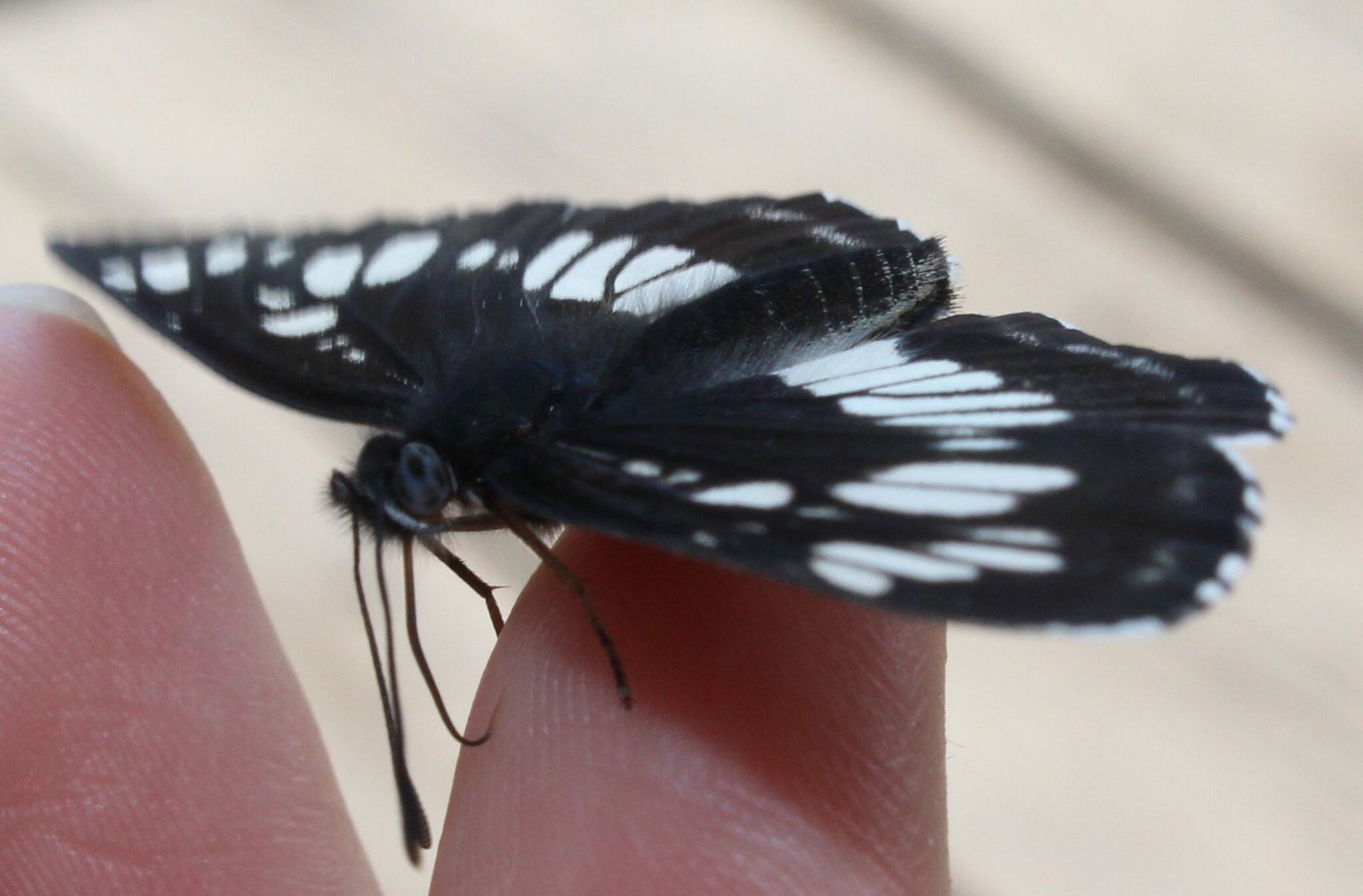 Photo from TDS in the taiga. Butterfly hunting - My, Weather station, Butterfly, The photo, Canon 650d, Longpost