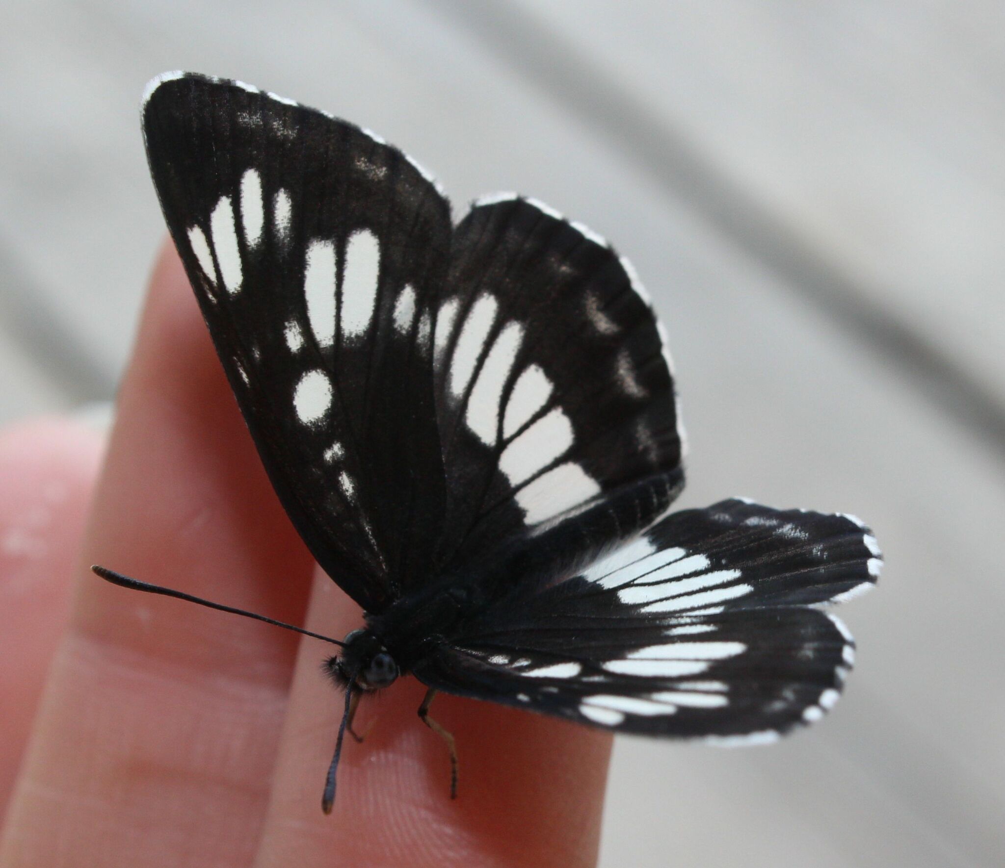 Photo from TDS in the taiga. Butterfly hunting - My, Weather station, Butterfly, The photo, Canon 650d, Longpost