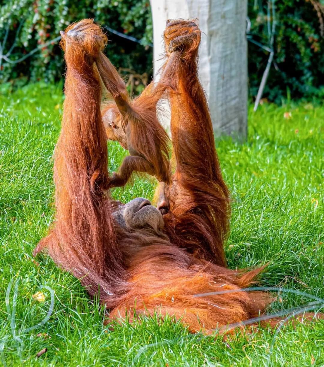 Female Sumatran orangutan plays with her daughter - Endangered species, Orangutan, Monkey, Primates, Young, Wild animals, Zoo, Animal games, The photo