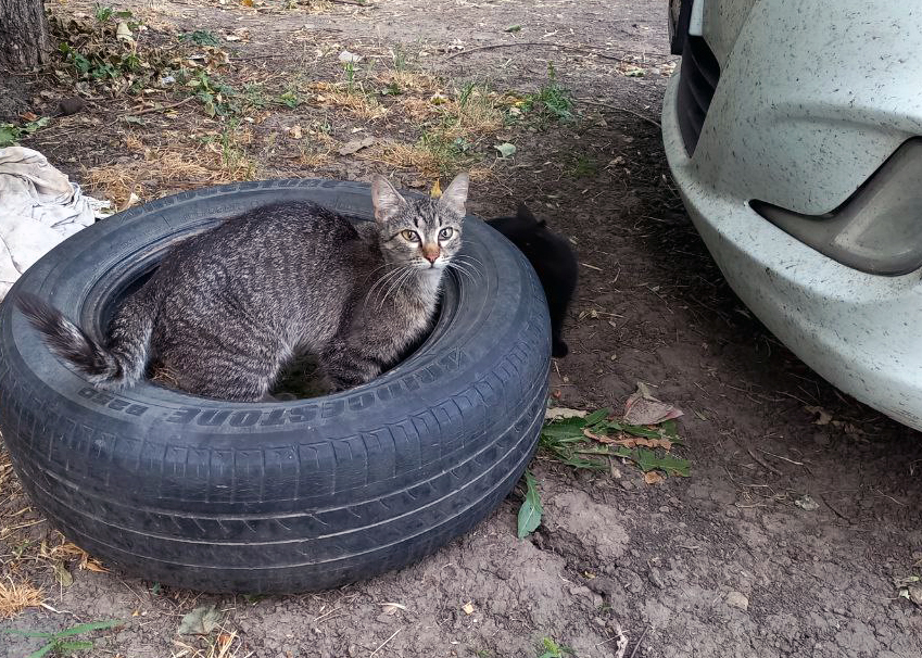 That part of summer has arrived - My, cat, Homeless animals, Dog, Mouse, Kittens, Longpost