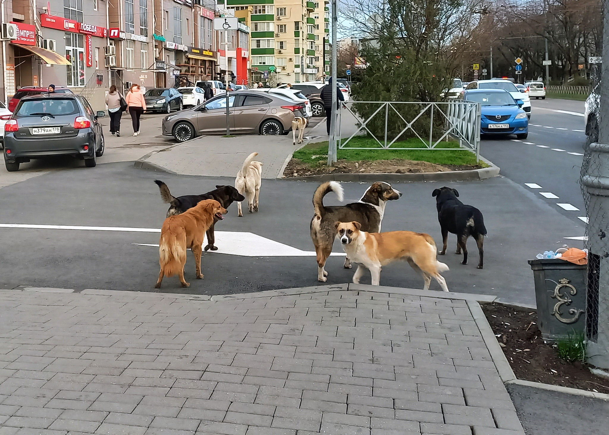 Вот и наступила та часть лета - Моё, Кот, Бездомные животные, Собака, Мышь, Котята, Длиннопост