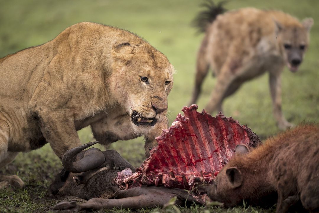 Eternal confrontation - Lioness, a lion, Big cats, Cat family, Hyena, Spotted Hyena, Predatory animals, Wild animals, wildlife, Reserves and sanctuaries, Masai Mara, Africa, The photo, Mining, Edge, Remains, Wildebeest