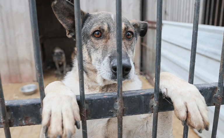 The Prosecutor General's Office found a discrepancy with the Constitution in the law on animals - news, Russia, Society, Animals, Wild animals, Dog, cat, Animal abuse, Euthanasia, General Prosecutor's Office, Buryatia, Magadan Region, Orenburg region, Tyva Republic, RBK, Chukotka, Astrakhan Region, Altai Republic, constitutional Court, Longpost