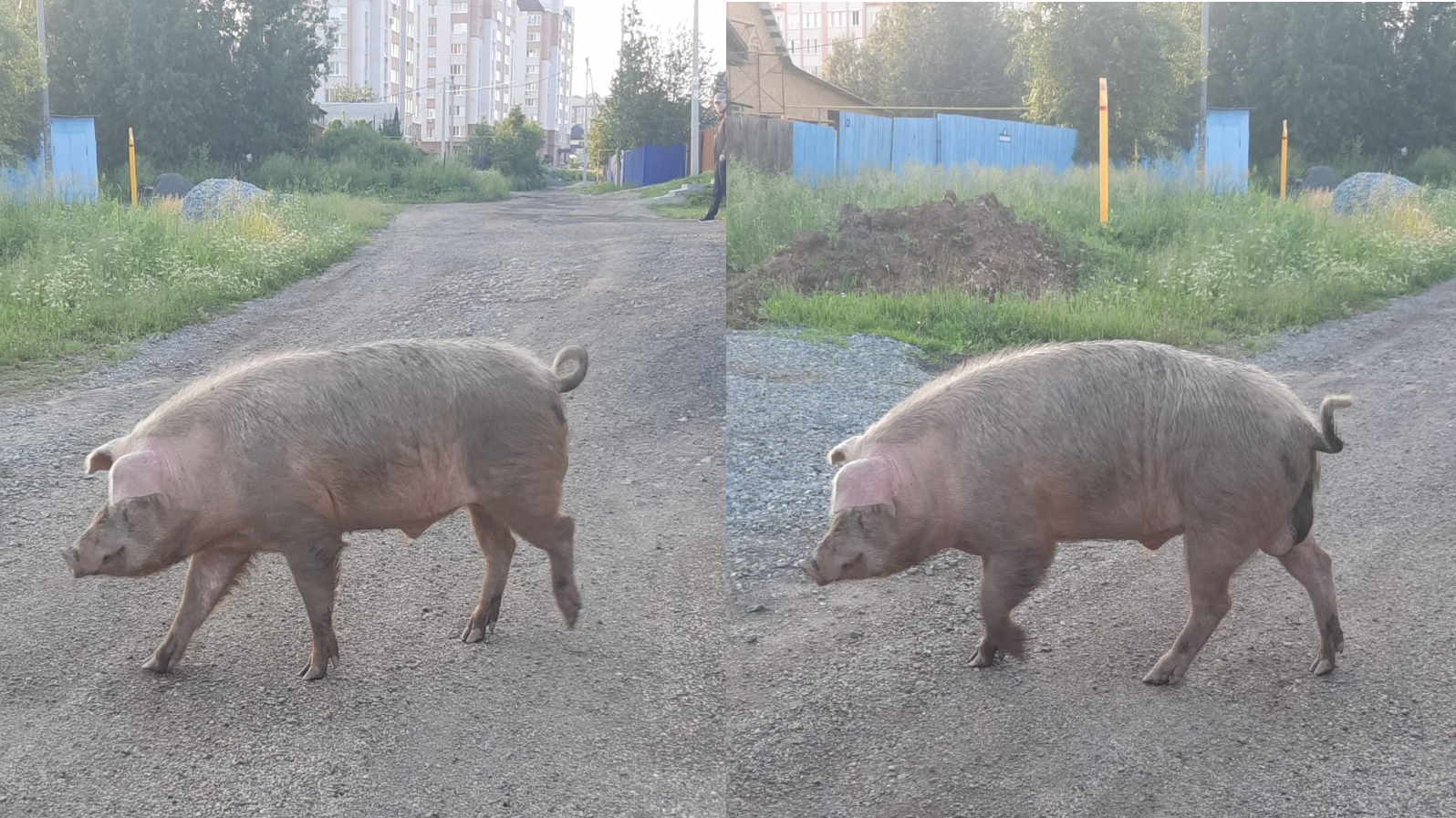 Продолжение поста «Наконец-то найден оберег!» - Моё, Свинья, Где-То в городе, Ответ на пост