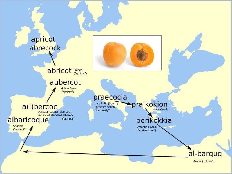 Origin of the word apricot - Crossposting, Pikabu publish bot, Learning English, English language, Apricot