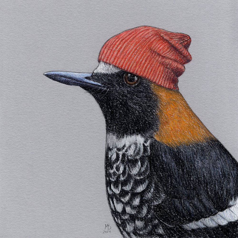 Red-capped Forktail - My, Art, Drawing, Birds, Animalistics, Pastel, Birds in hats, Cap, Traditional art