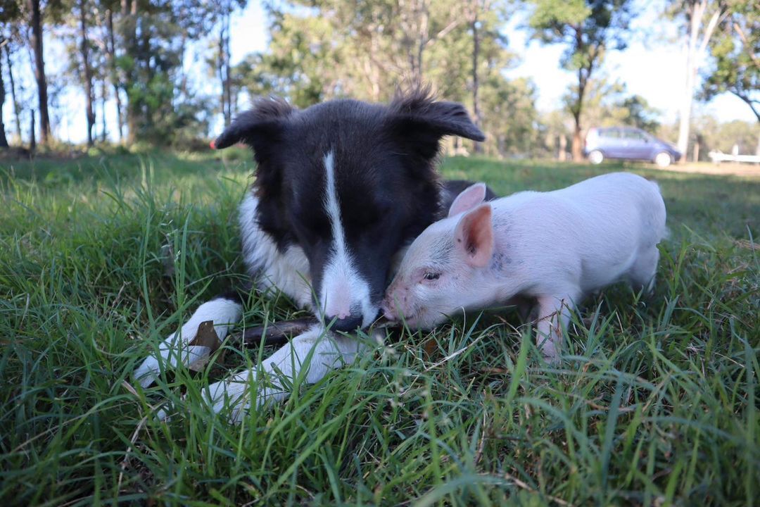 Druzhbany - Dog, Piglets, friendship, Milota, Longpost, The photo