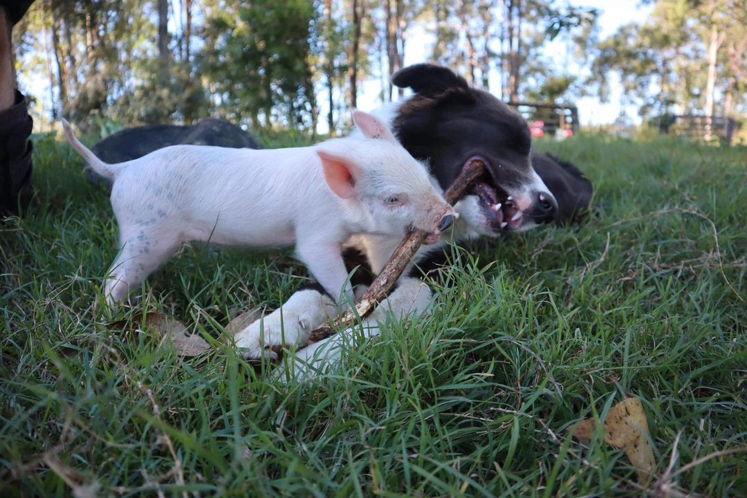 Druzhbany - Dog, Piglets, friendship, Milota, Longpost, The photo