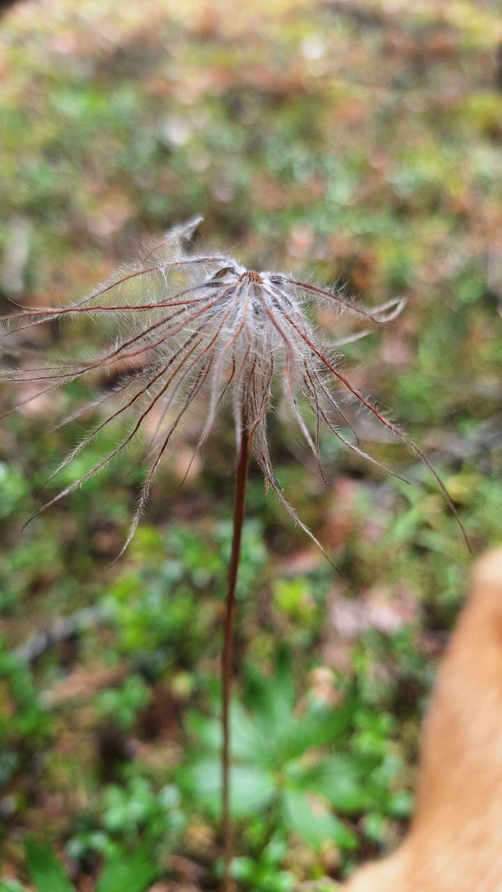 What kind of plant is this? - My, Plants, Botany, Leningrad region, Longpost