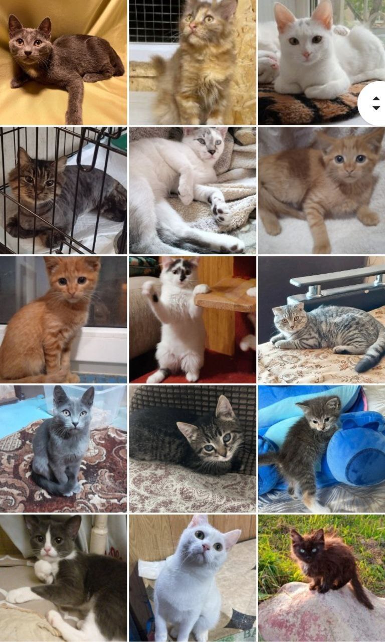 244 tails of the house - September. (2023) Part 1 - My, No rating, cat, Kittens, Small cats, Cat lovers, Cats and dogs together, Animal shelter, Pets, Cat family, Longpost