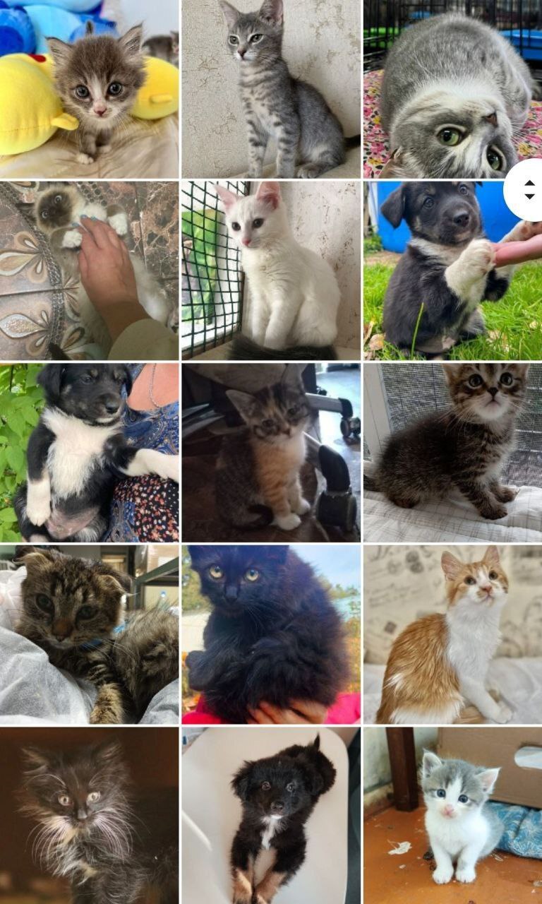 244 tails of the house - September. (2023) Part 1 - My, No rating, cat, Kittens, Small cats, Cat lovers, Cats and dogs together, Animal shelter, Pets, Cat family, Longpost