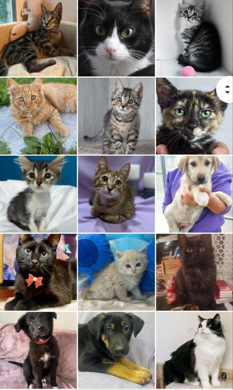 244 tails of the house - September. (2023) Part 1 - My, No rating, cat, Kittens, Small cats, Cat lovers, Cats and dogs together, Animal shelter, Pets, Cat family, Longpost