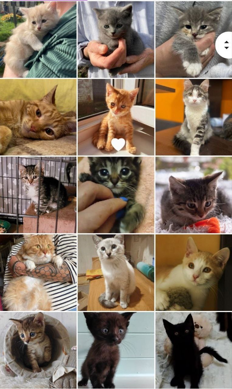 244 tails of the house - September. (2023) Part 1 - My, No rating, cat, Kittens, Small cats, Cat lovers, Cats and dogs together, Animal shelter, Pets, Cat family, Longpost