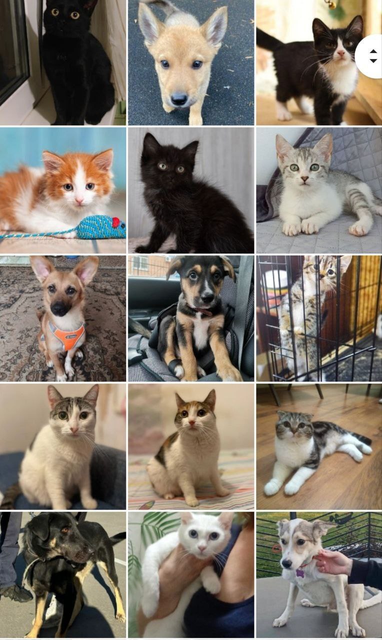 244 tails of the house - September. (2023) Part 1 - My, No rating, cat, Kittens, Small cats, Cat lovers, Cats and dogs together, Animal shelter, Pets, Cat family, Longpost