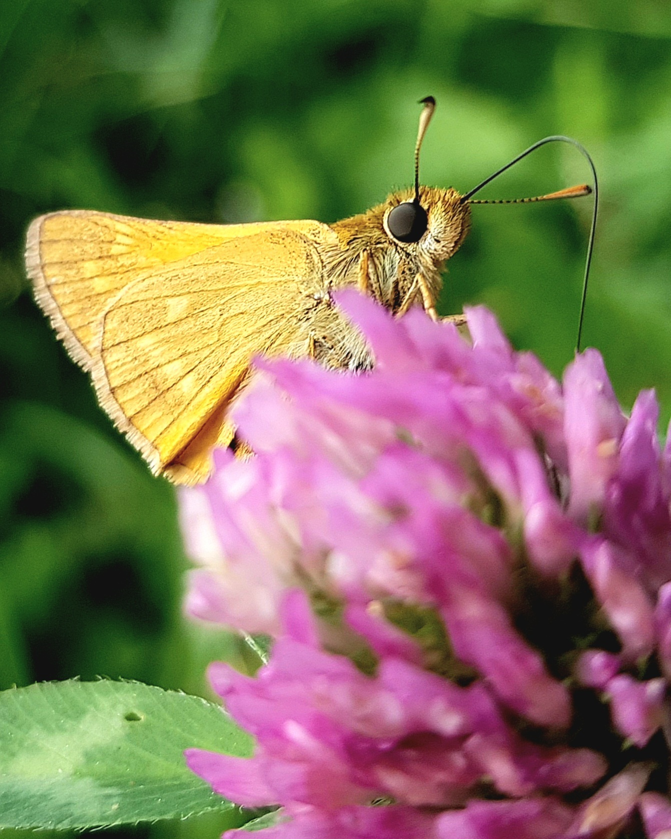 Facing the lens - My, Entomology, Lepidopterology, Butterfly, Macro photography, Mobile photography, Insects, Close, Unusual, Nature, wildlife, Longpost