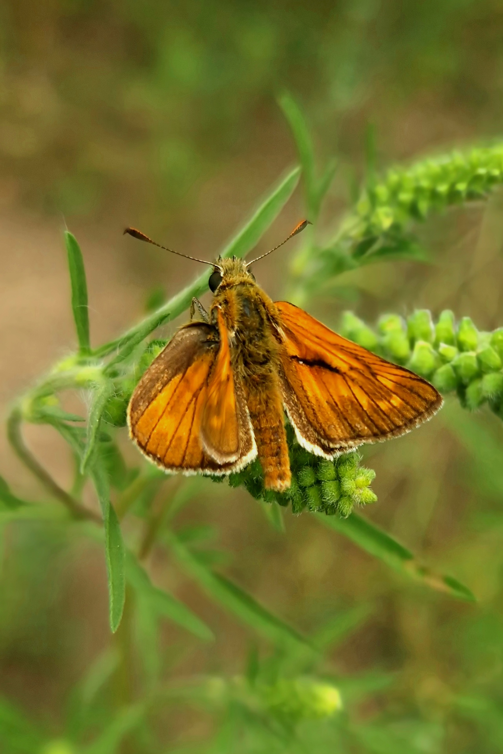 Facing the lens - My, Entomology, Lepidopterology, Butterfly, Macro photography, Mobile photography, Insects, Close, Unusual, Nature, wildlife, Longpost