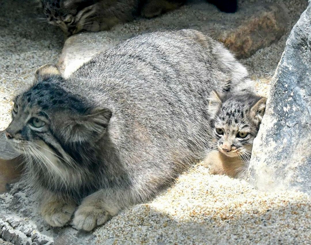 Mom's baby Az - Wild animals, Predatory animals, Cat family, Pallas' cat, Small cats, Young, Zoo, The photo, Video, Youtube, YouTube (link), Longpost