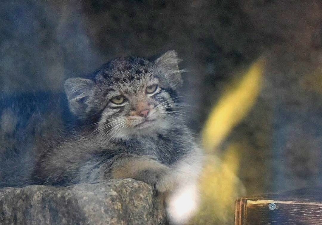 Mom's baby Az - Wild animals, Predatory animals, Cat family, Pallas' cat, Small cats, Young, Zoo, The photo, Video, Youtube, YouTube (link), Longpost