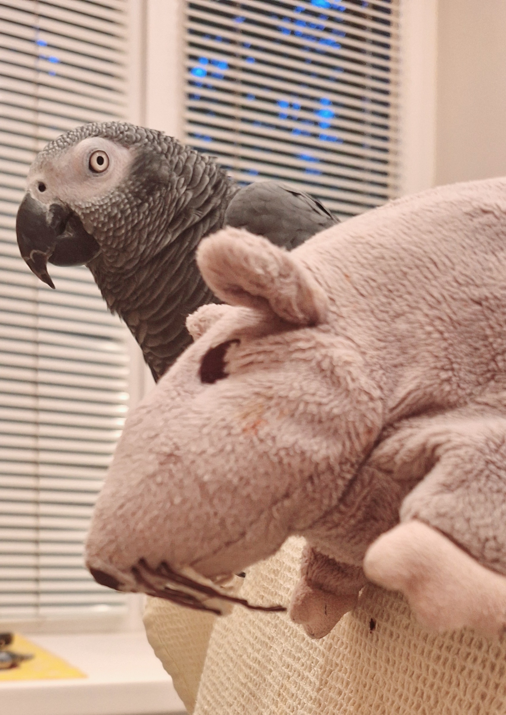 African Gray Mousecatcher - My, Pets, A parrot, Jaco, The photo, Video, Longpost