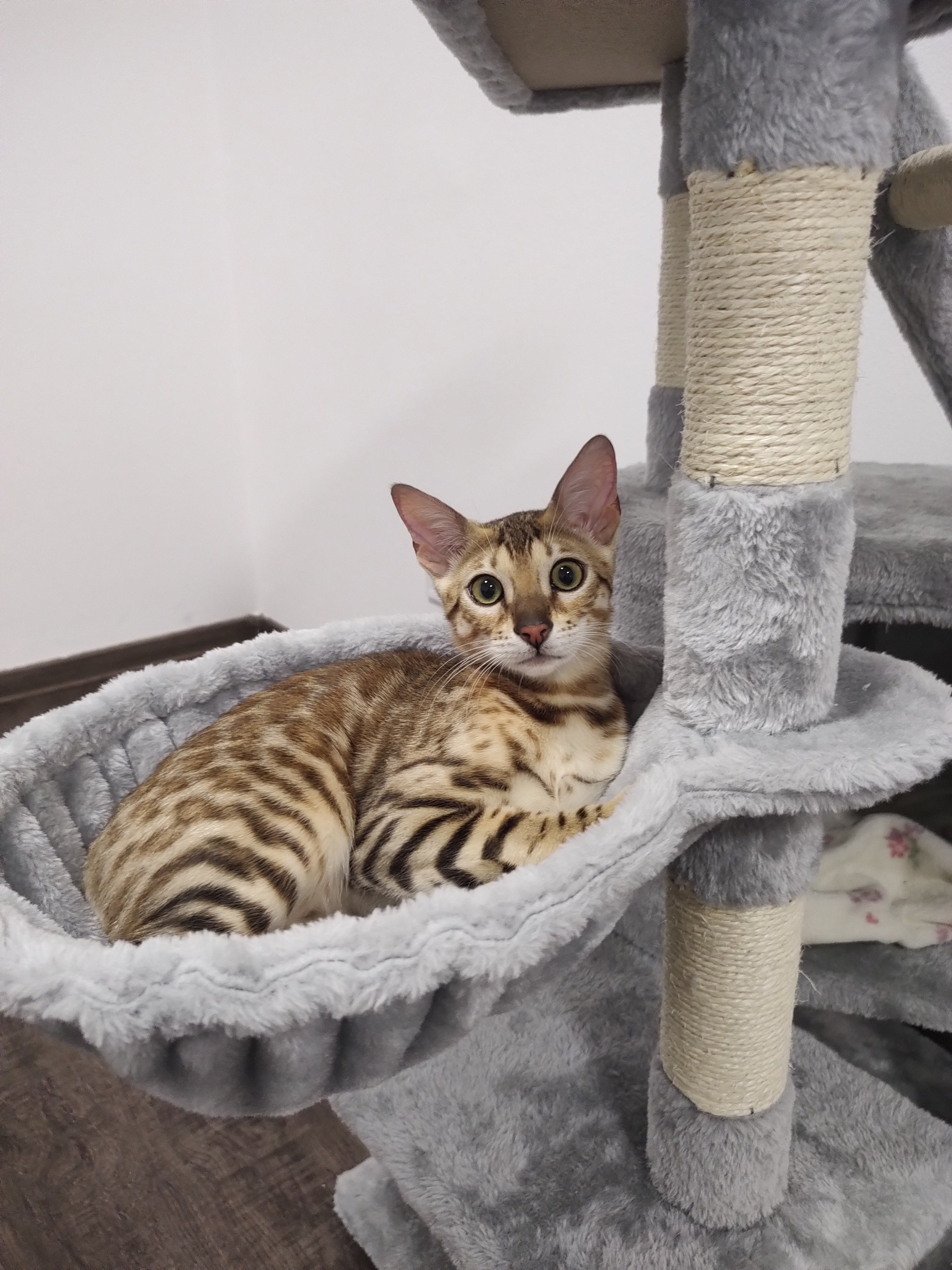 Bengal cat - My, Mobile photography, Pets, Bengal cat, cat