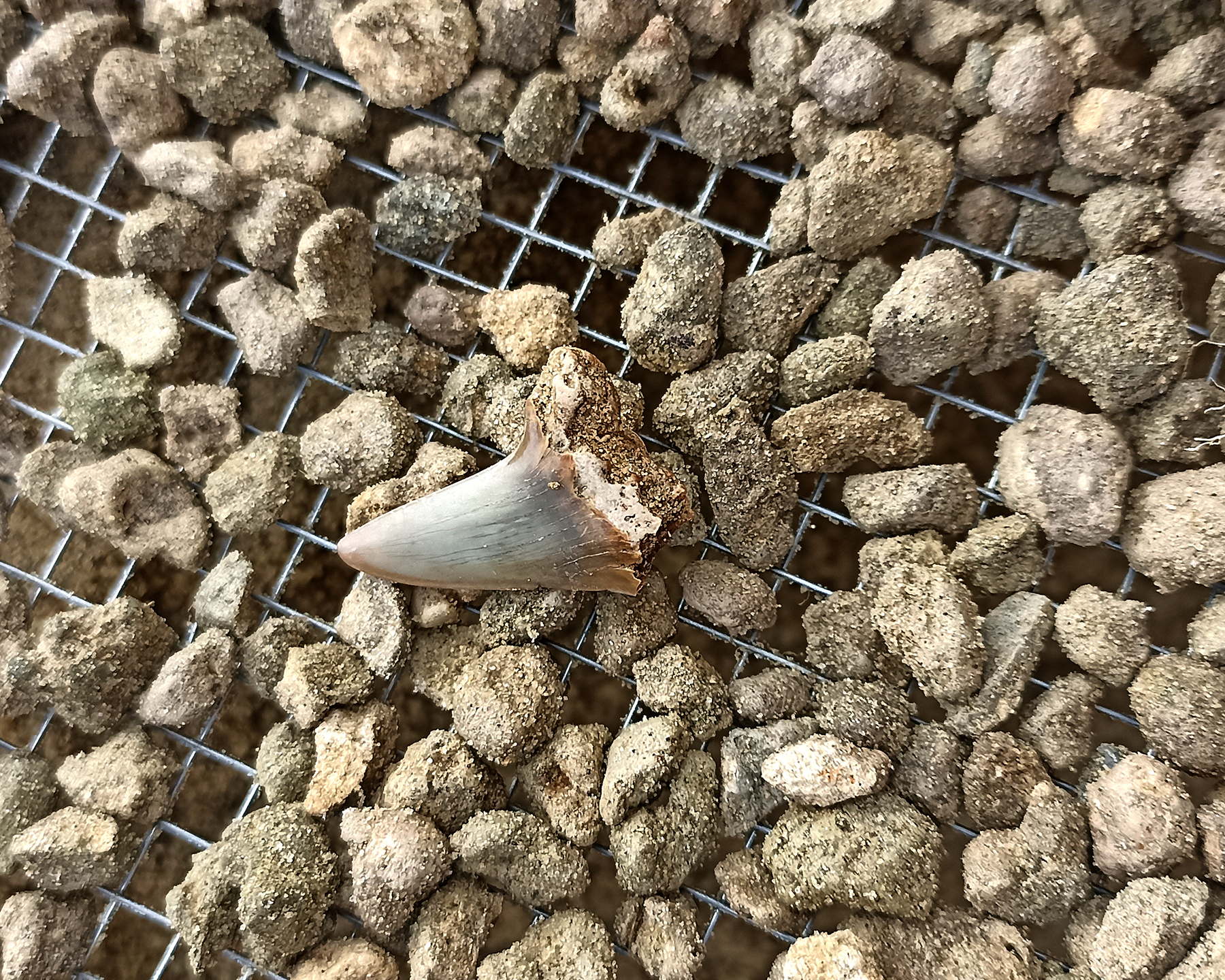 Shark teeth - My, Teeth, Paleontology, Longpost, The photo