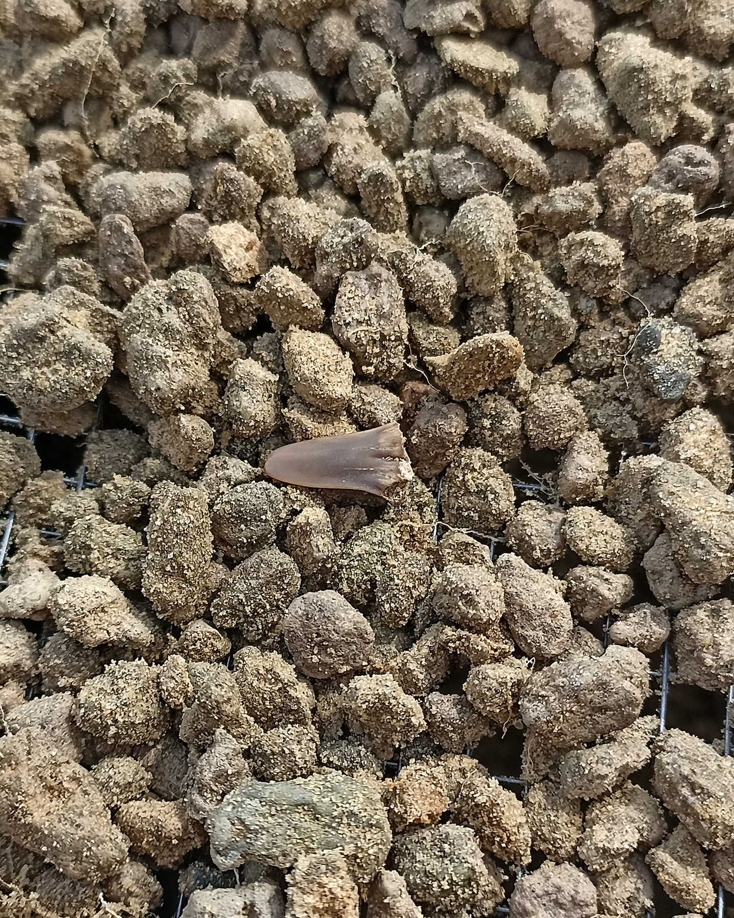 Shark teeth - My, Teeth, Paleontology, Longpost, The photo