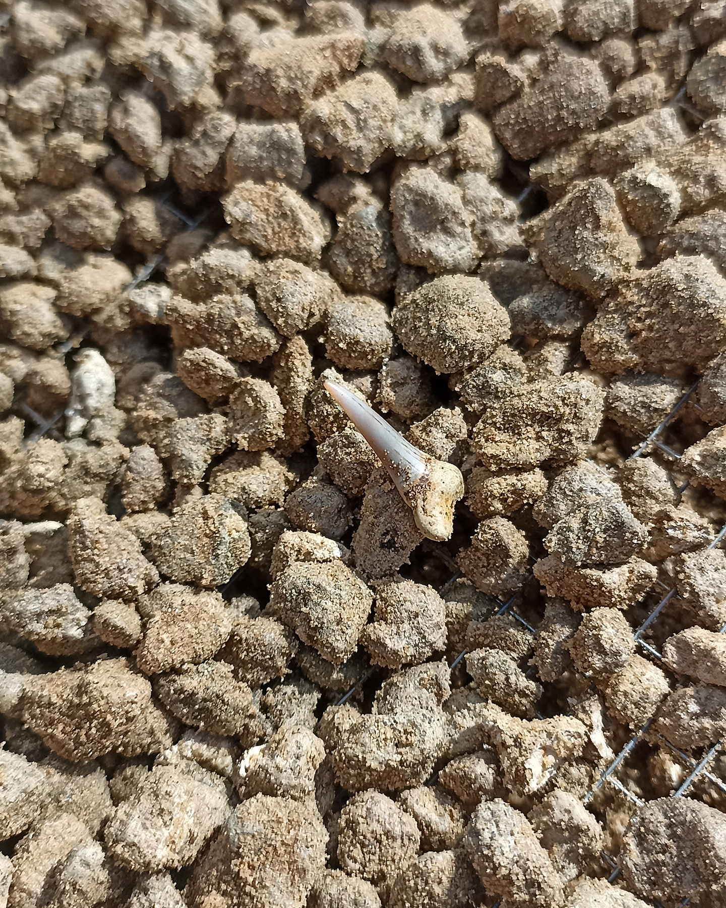 Shark teeth - My, Teeth, Paleontology, Longpost, The photo