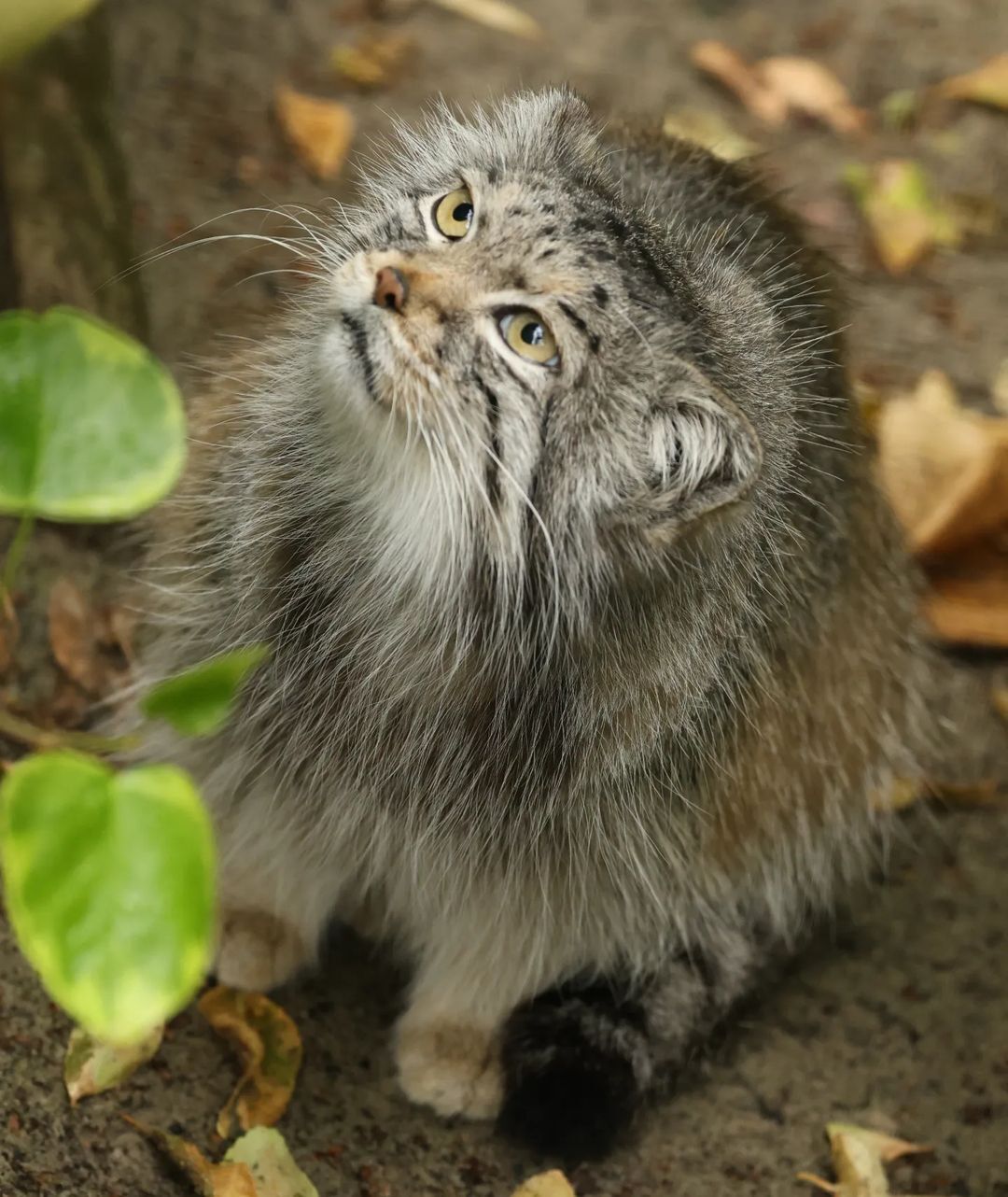 Man, give me something tasty - Wild animals, Predatory animals, Cat family, Small cats, Pallas' cat, The photo, Zoo