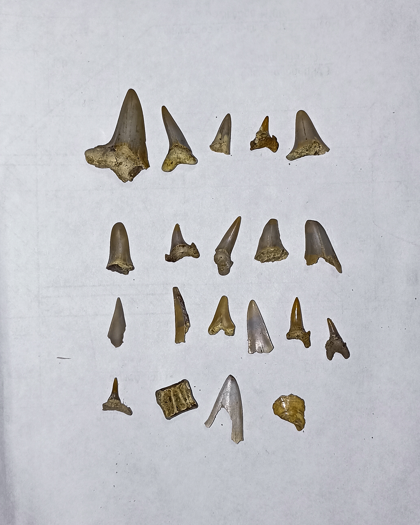 Shark teeth - My, Teeth, Paleontology, Longpost, The photo