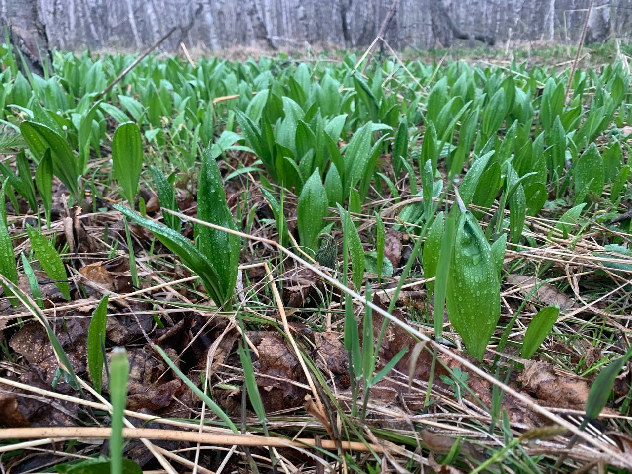 Ramson - how much this word contains for the heart of Kamchatka! - Ramson, Esculent, Kamchatka, Plants, Useful, The photo, Yummy, Telegram (link), Longpost