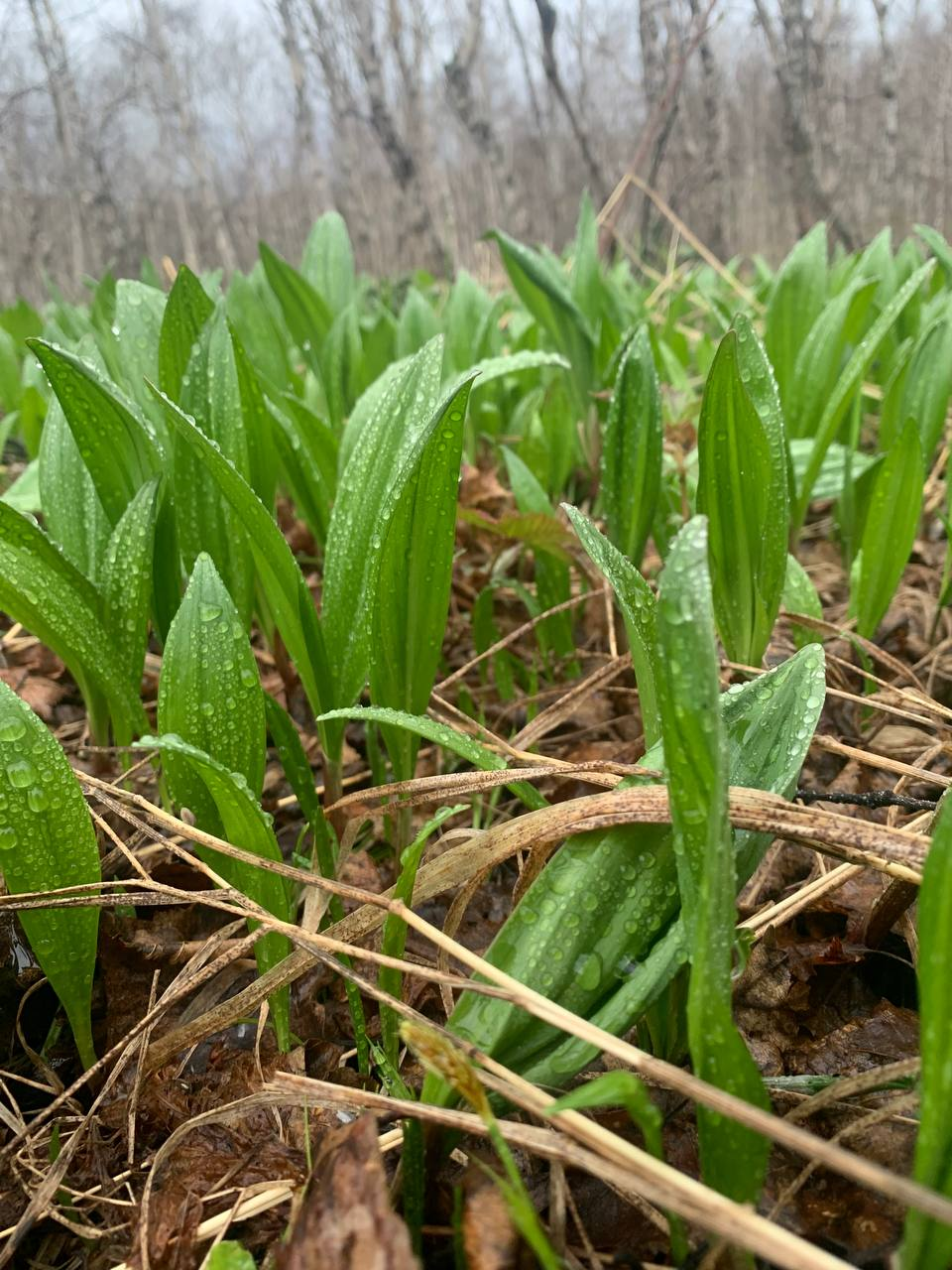 Ramson - how much this word contains for the heart of Kamchatka! - Ramson, Esculent, Kamchatka, Plants, Useful, The photo, Yummy, Telegram (link), Longpost