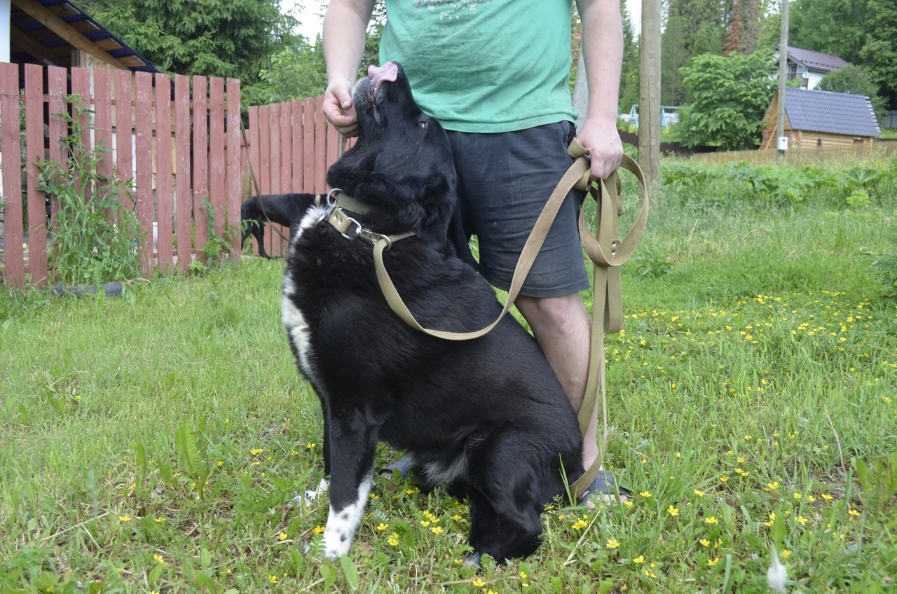 A very balanced and calm dog Misha is looking for a home - Overexposure, In good hands, Volunteering, Dog, Pets, Shelter, Homeless animals, Fluffy, Longpost