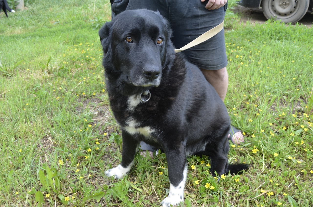 A very balanced and calm dog Misha is looking for a home - Overexposure, In good hands, Volunteering, Dog, Pets, Shelter, Homeless animals, Fluffy, Longpost