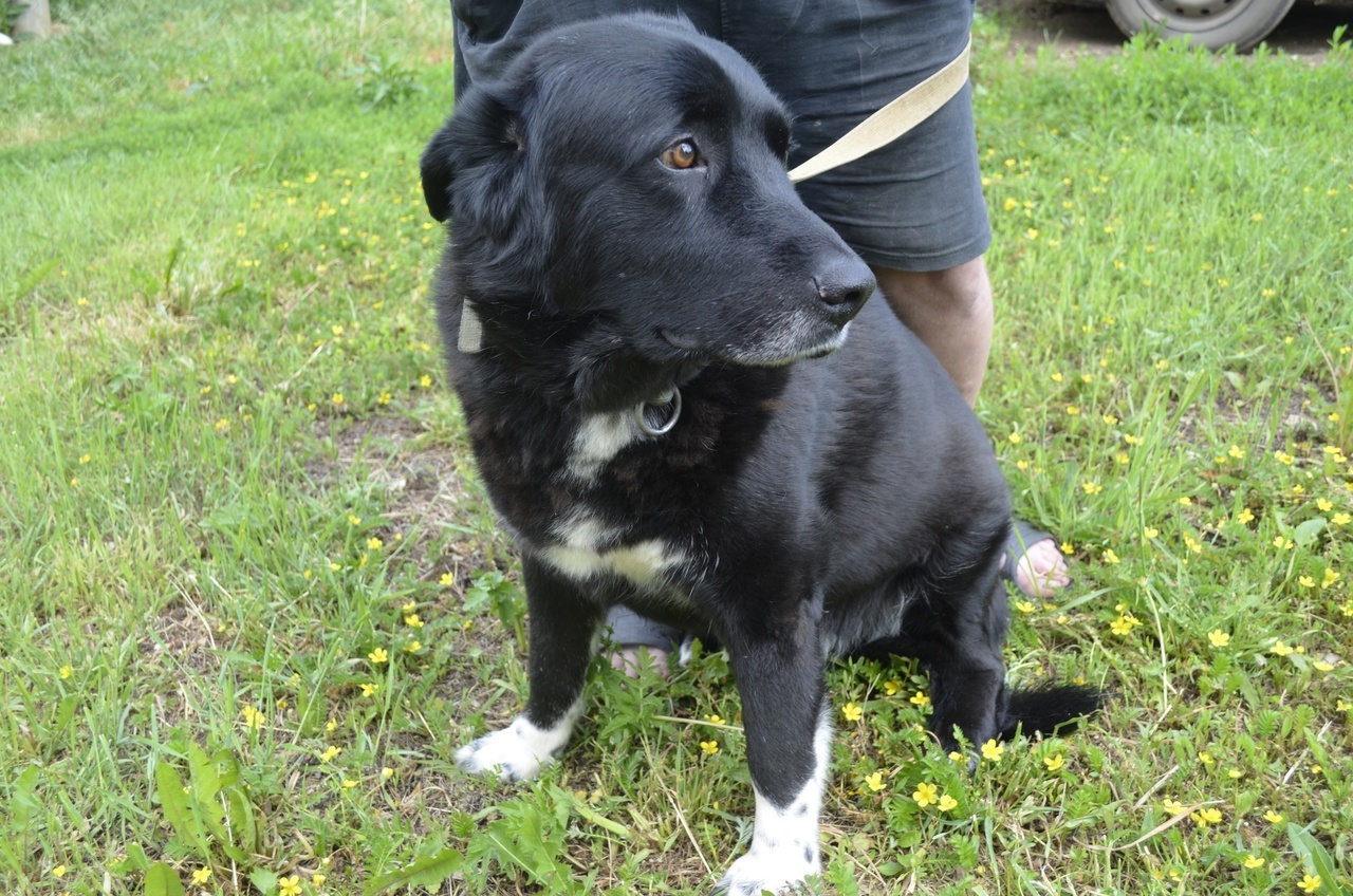 A very balanced and calm dog Misha is looking for a home - Overexposure, In good hands, Volunteering, Dog, Pets, Shelter, Homeless animals, Fluffy, Longpost