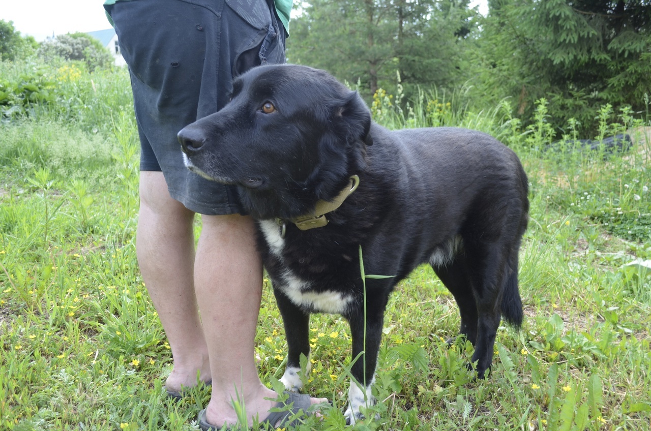 A very balanced and calm dog Misha is looking for a home - Overexposure, In good hands, Volunteering, Dog, Pets, Shelter, Homeless animals, Fluffy, Longpost