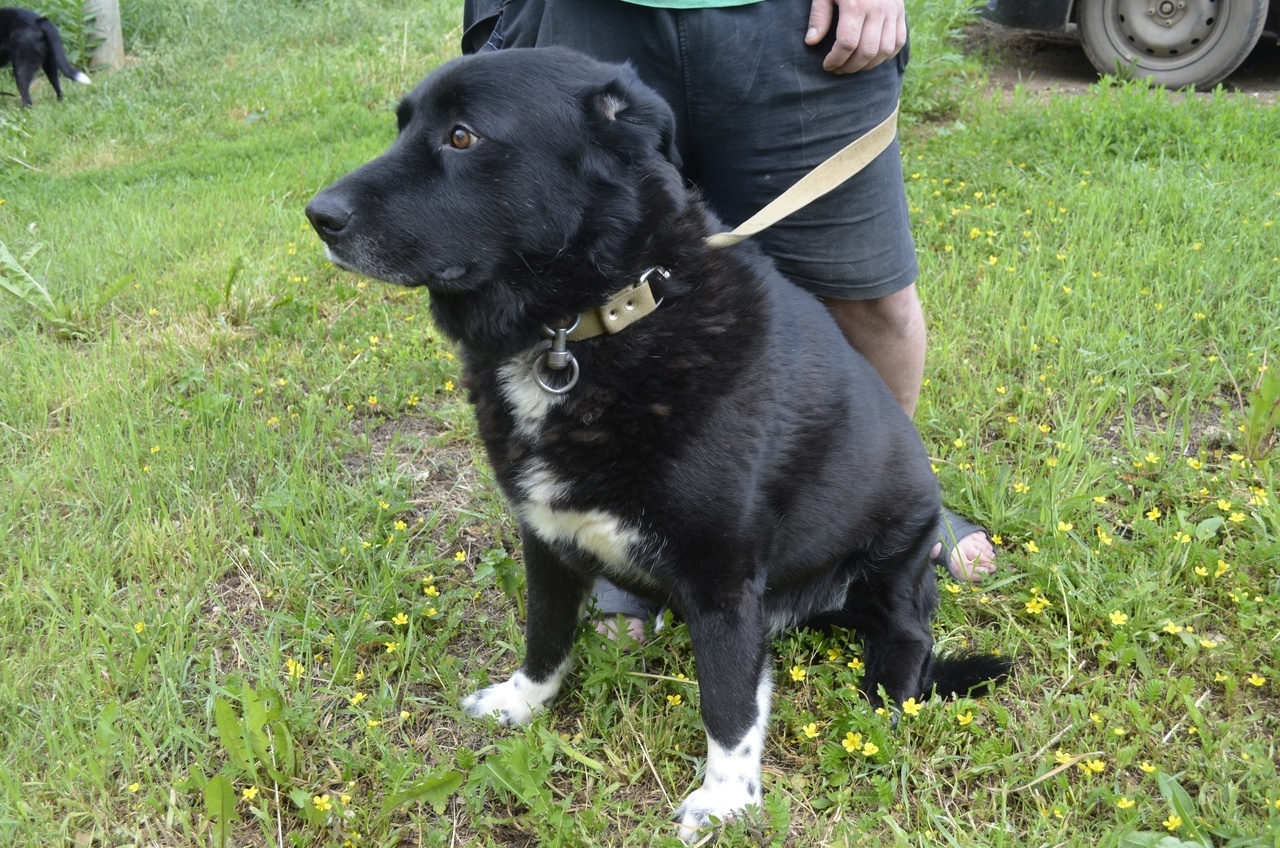 A very balanced and calm dog Misha is looking for a home - Overexposure, In good hands, Volunteering, Dog, Pets, Shelter, Homeless animals, Fluffy, Longpost