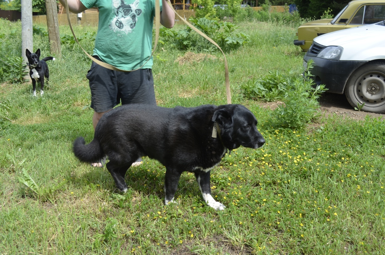 A very balanced and calm dog Misha is looking for a home - Overexposure, In good hands, Volunteering, Dog, Pets, Shelter, Homeless animals, Fluffy, Longpost