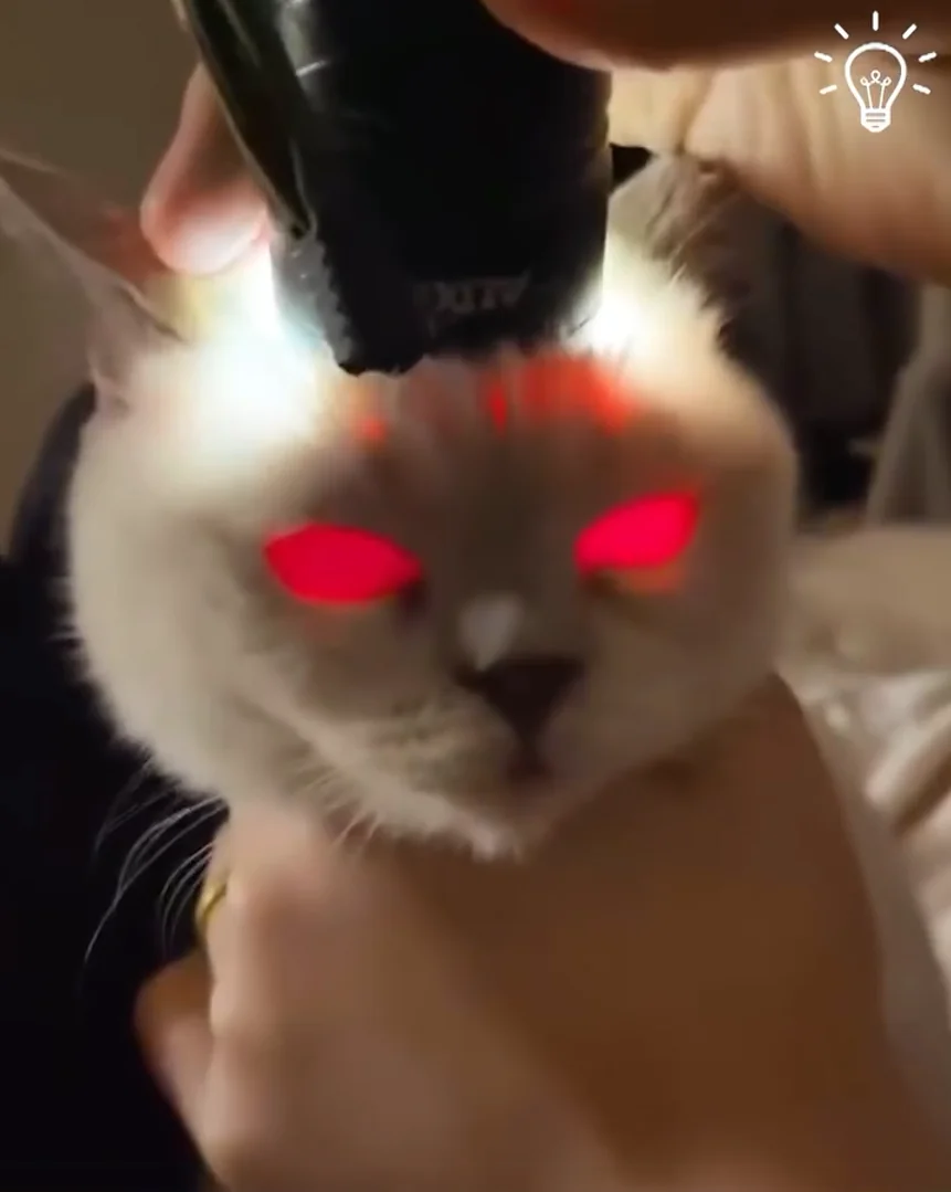 Cat + Flashlight - cat, Satan, Fluffy, Cat lovers, Pet the cat, Demon, Humor, Repeat