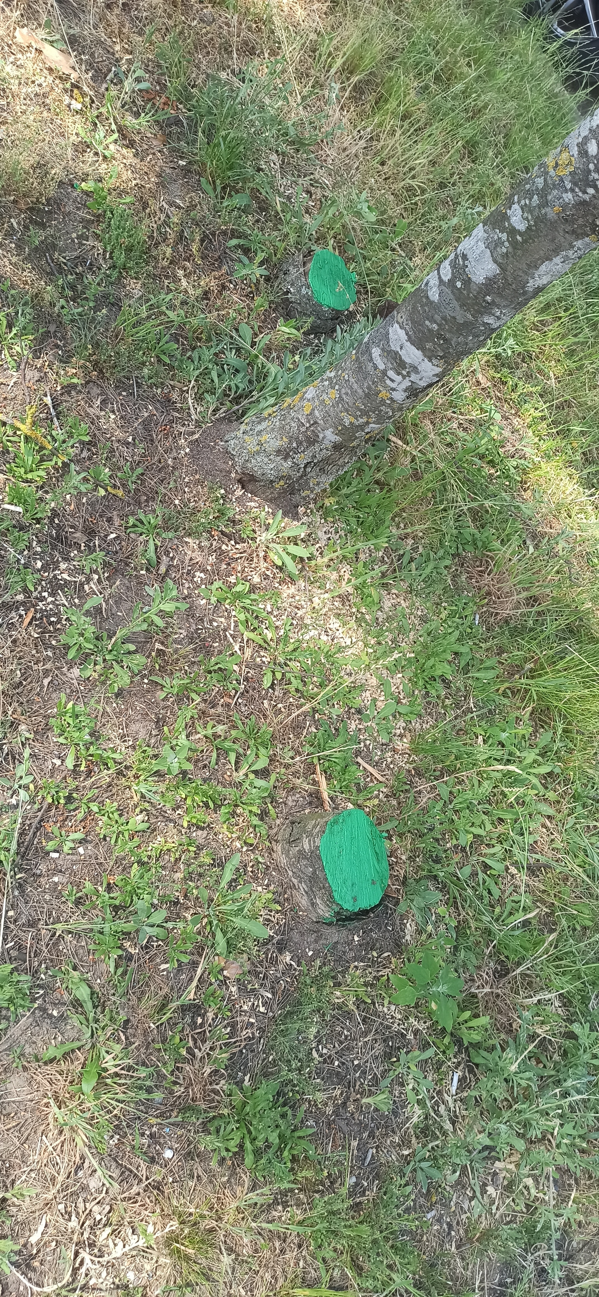 Why do they paint stones and stumps? - My, Utility services, Landscape design, Collective farm, Absurd, Infrastructure, Question, Ask Peekaboo, Longpost