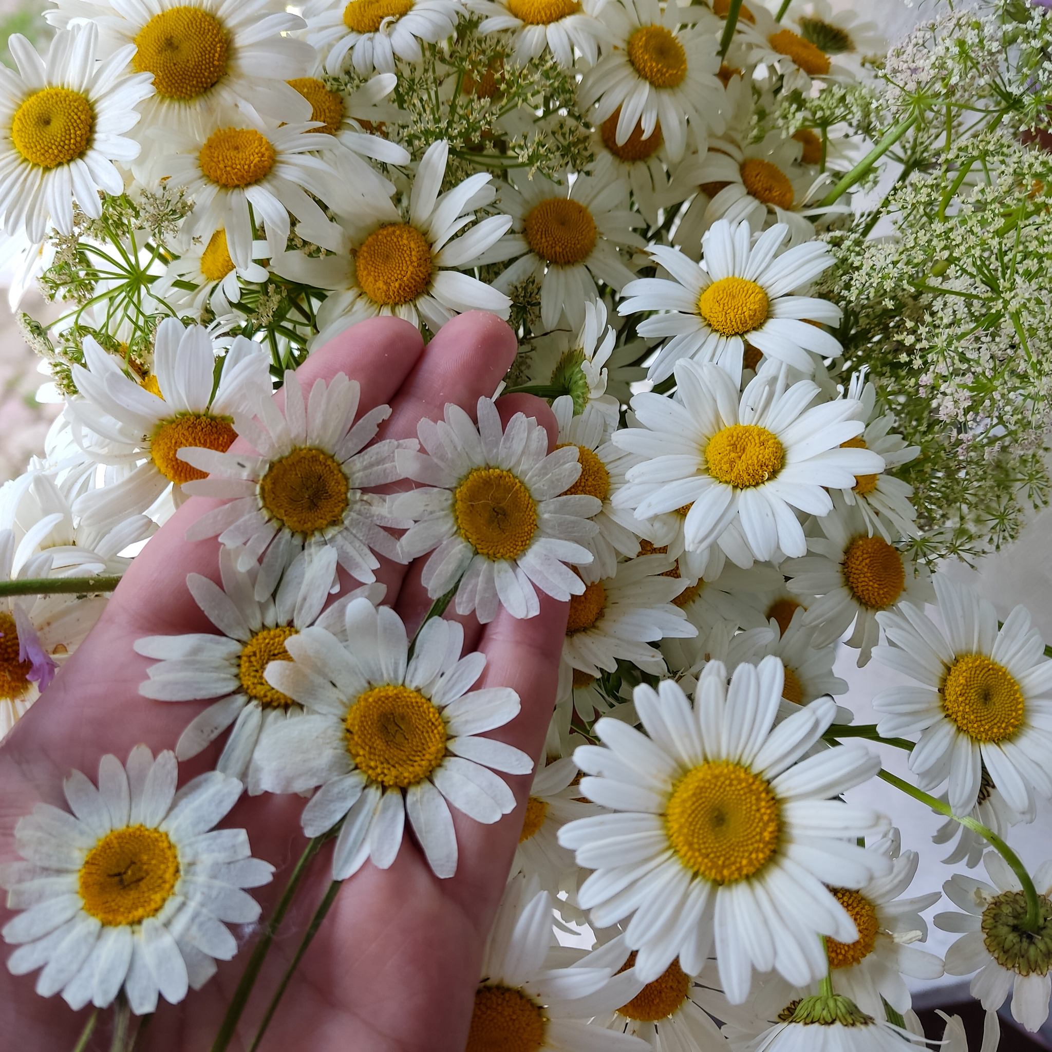 Dry chamomile - My, Herbarium, Chamomile, Mobile photography, Needlework without process