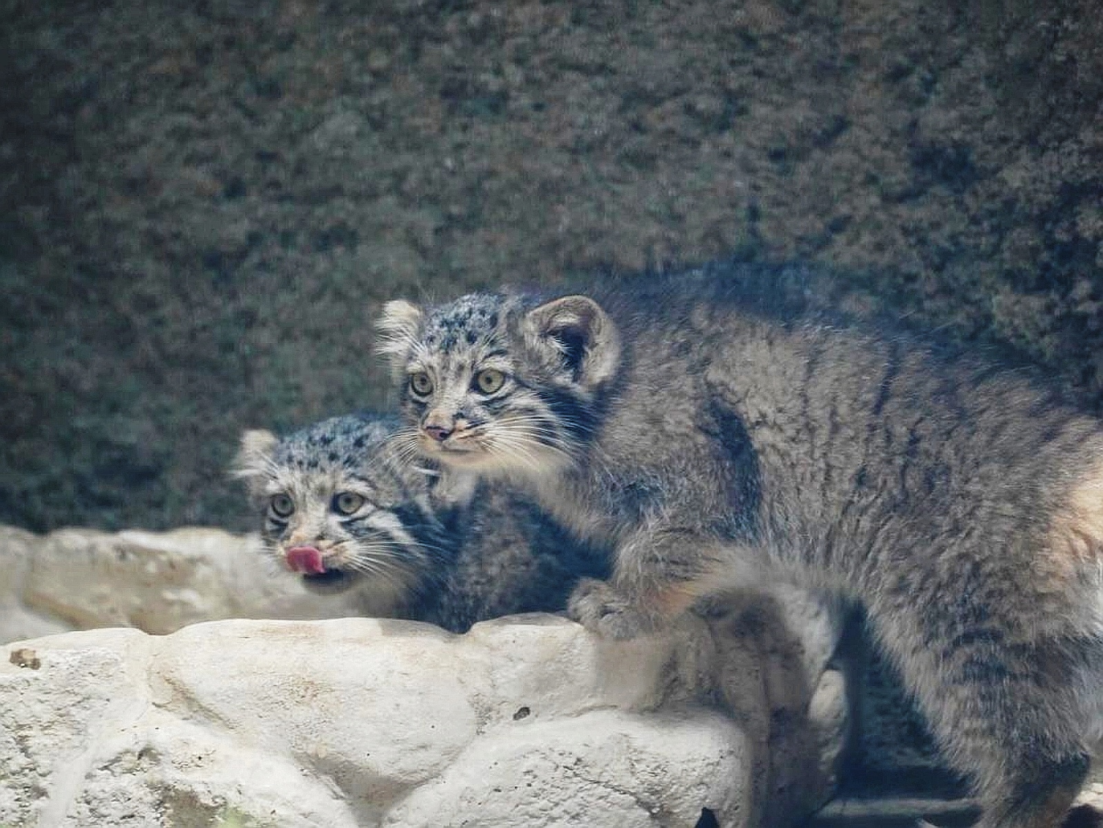 Mom's baby Az - Wild animals, Predatory animals, Cat family, Pallas' cat, Small cats, Young, Zoo, The photo, Video, Youtube, YouTube (link), Longpost