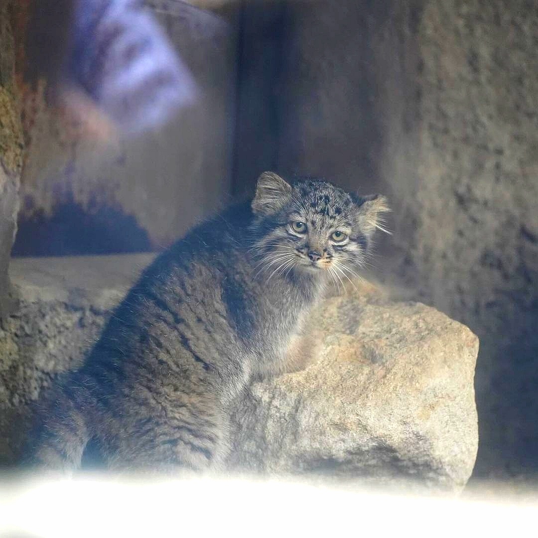 Mom's baby Az - Wild animals, Predatory animals, Cat family, Pallas' cat, Small cats, Young, Zoo, The photo, Video, Youtube, YouTube (link), Longpost