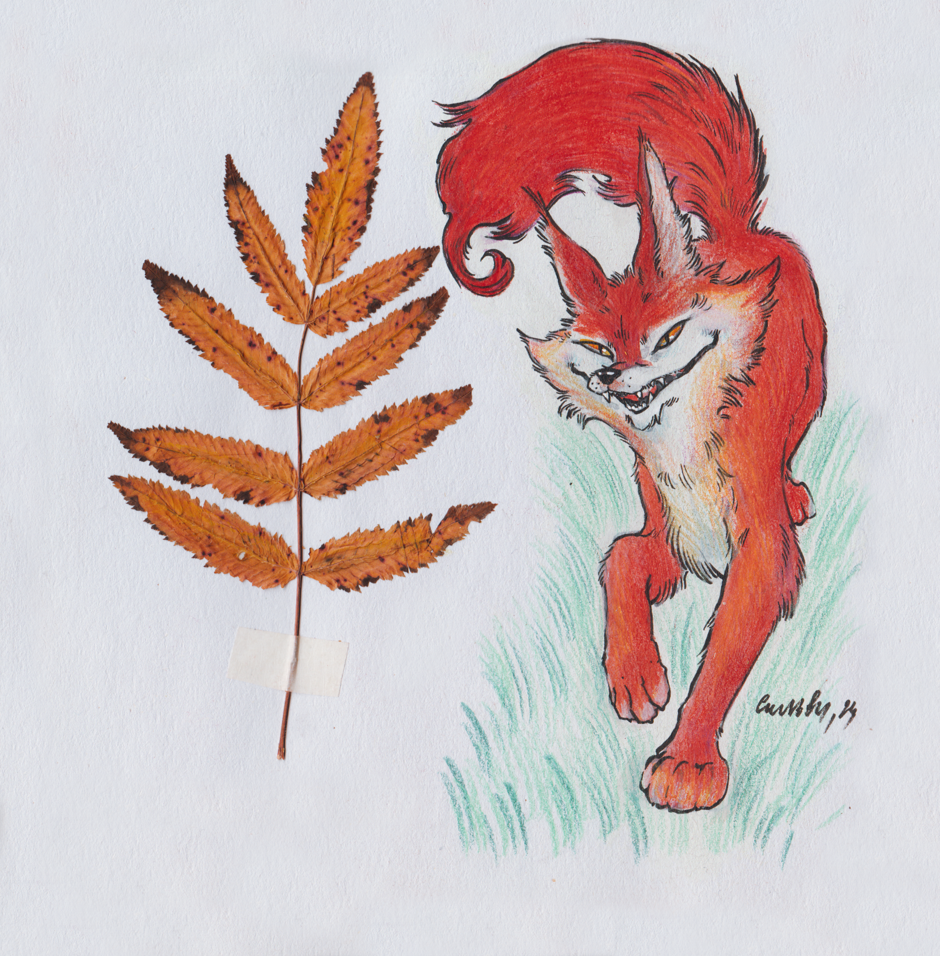 Animals - My, Drawing, Colour pencils, Illustrations, Pencil drawing, Sketchbook, Fox, Hare, cat, Squirrel, Dog, Longpost