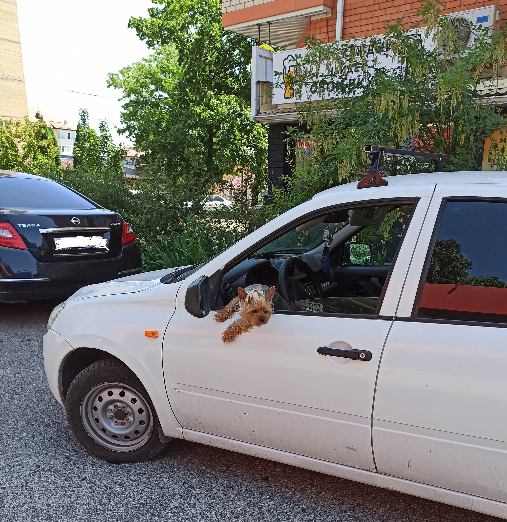 Continuation of the post “The driver is cute :)” - My, Dog, Novice driver, Milota, Funny animals, Reply to post