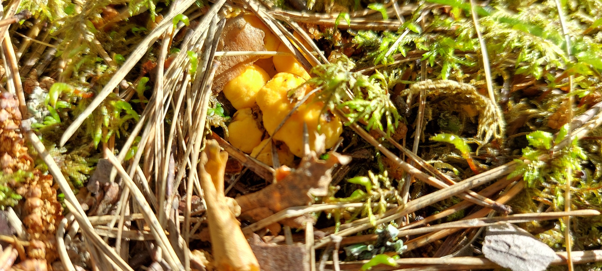 Chanterelles - My, Mobile photography, Forest, Chanterelles, Longpost