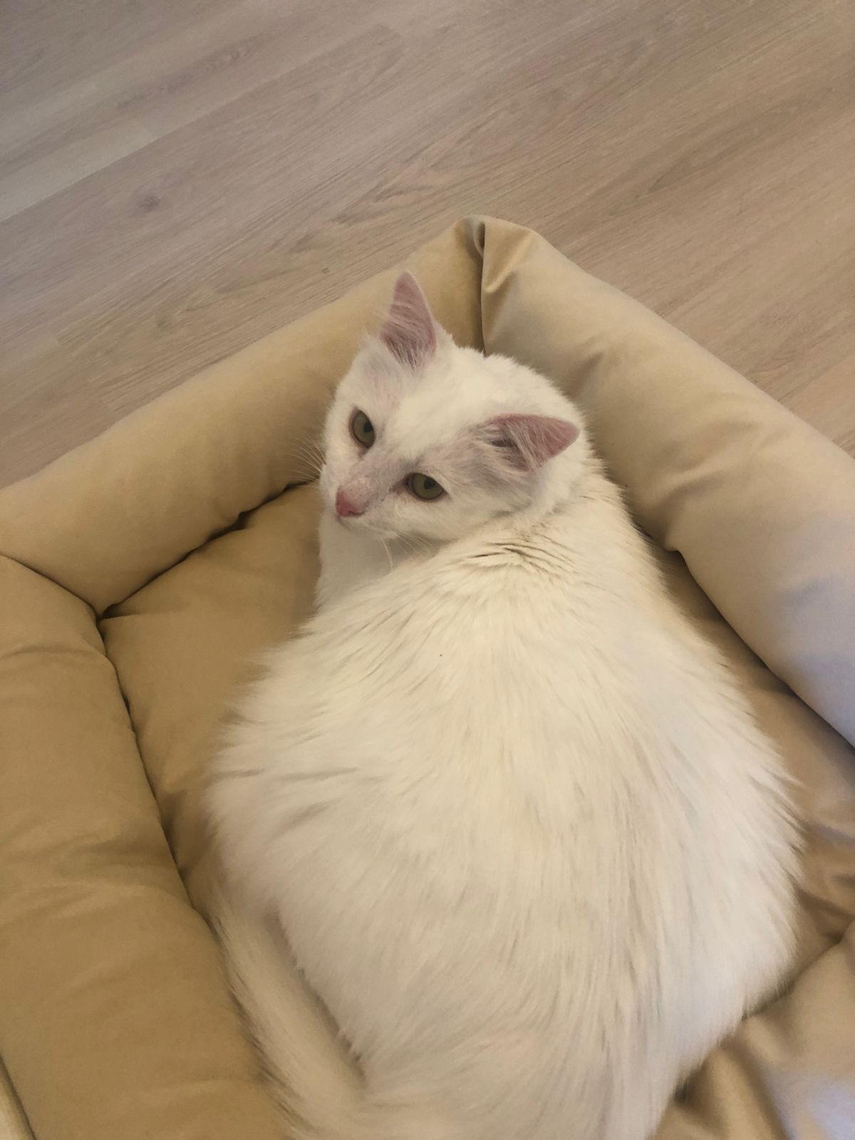 Continuation of the post “The cat, the white hero, has gone home” - cat, Homeless animals, Helping animals, No rating, Found a home, Reply to post