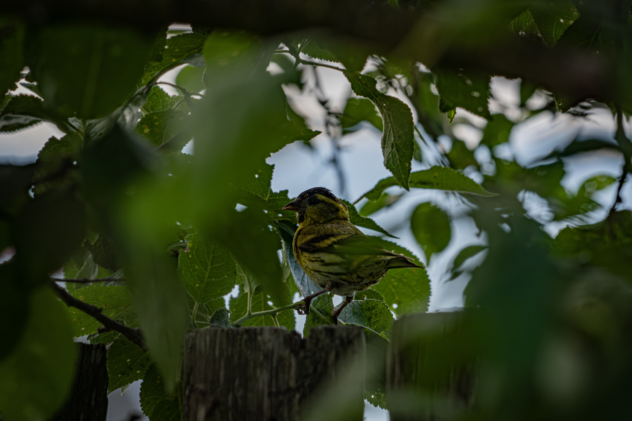 Chizh - My, The photo, The nature of Russia, Nikon, Forest, Birds, Siskin, Photo hunting, Bird watching, Ornithology League, Ornithology