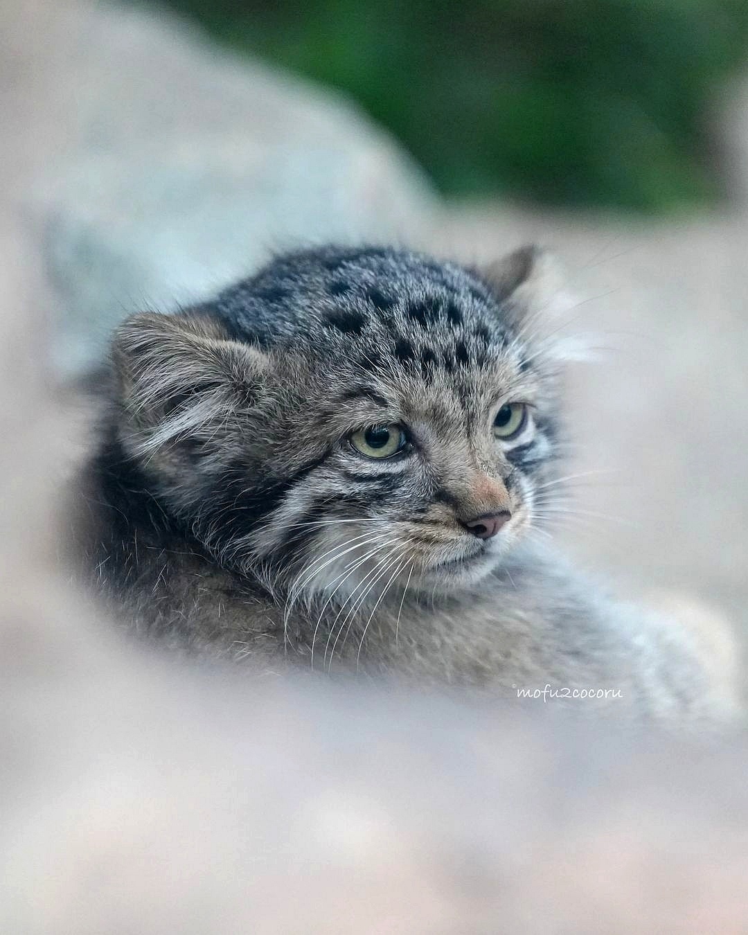 Mom's baby Az - Wild animals, Predatory animals, Cat family, Pallas' cat, Small cats, Young, Zoo, The photo, Video, Youtube, YouTube (link), Longpost